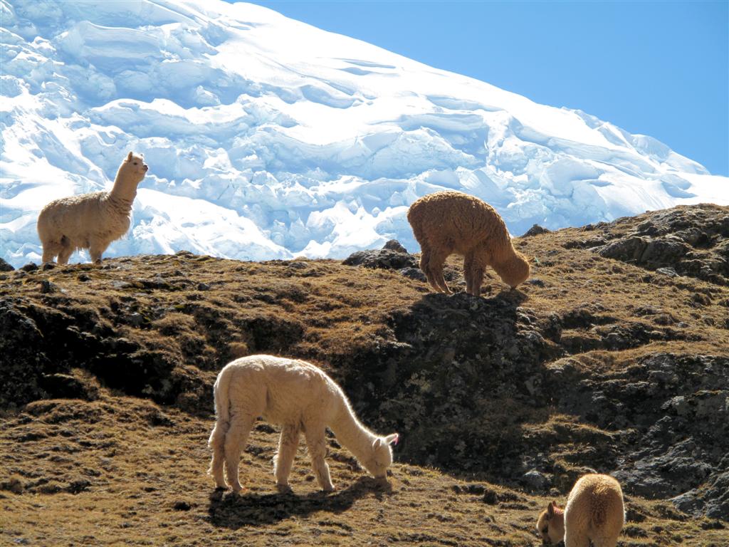 Alpacas grazing at the base of a snowy mountain, seen during the 5-day Ausangate and Rainbow Mountain Trek.